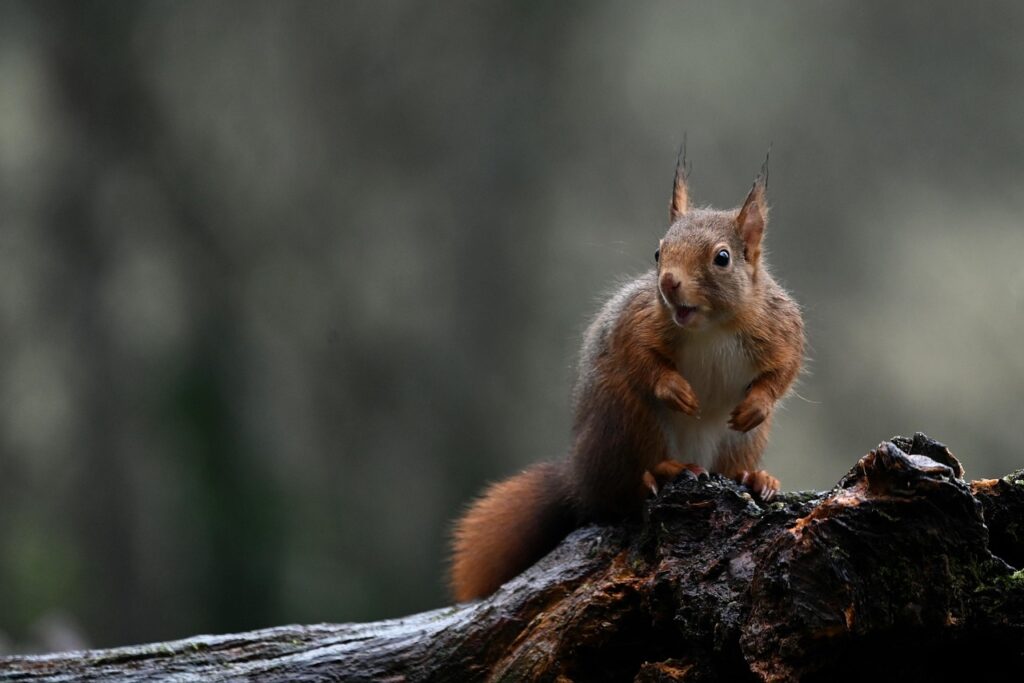 red squirrel, squirrel, animal, rodent, mammal, wildlife, nature, fall, autumn, branch, red squirrel, squirrel, squirrel, squirrel, squirrel, squirrel, autumn